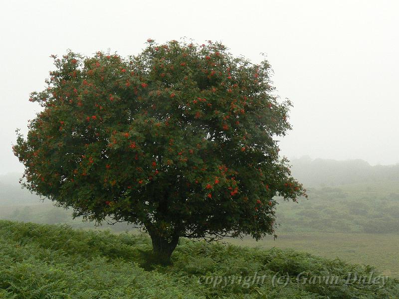 Heathland in the rain, New Forest P1120576.JPG